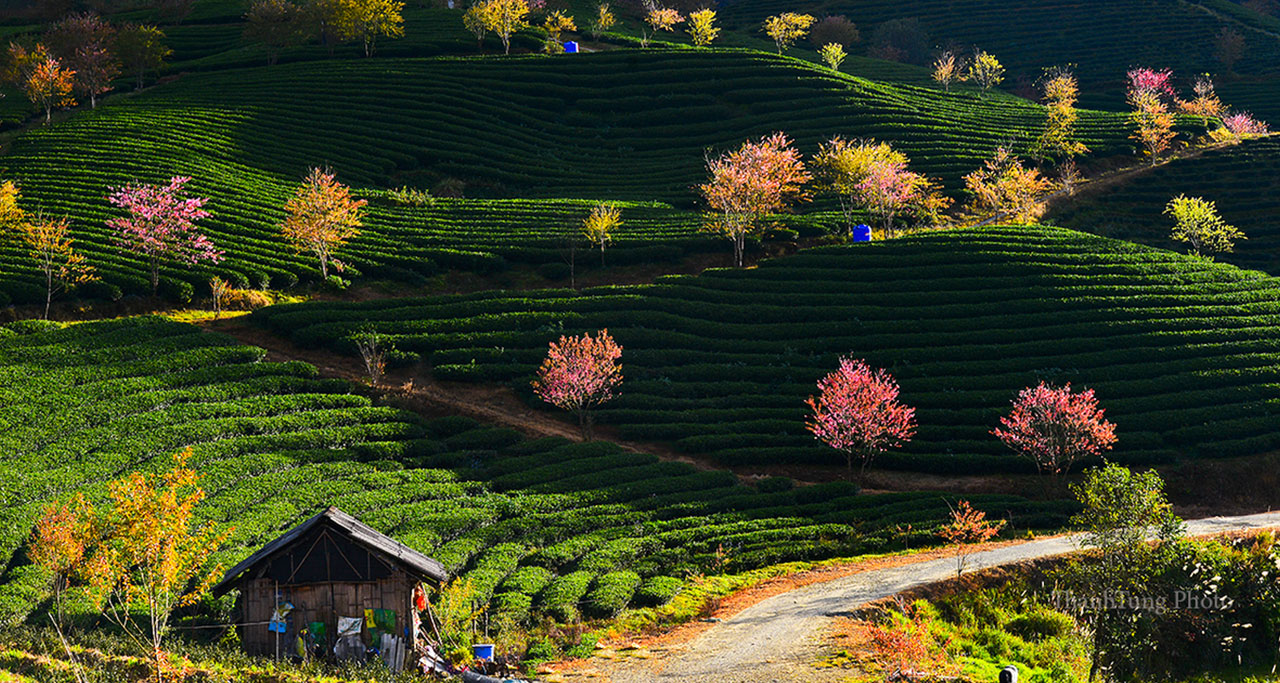 cherry-blossoms-sapa.jpg