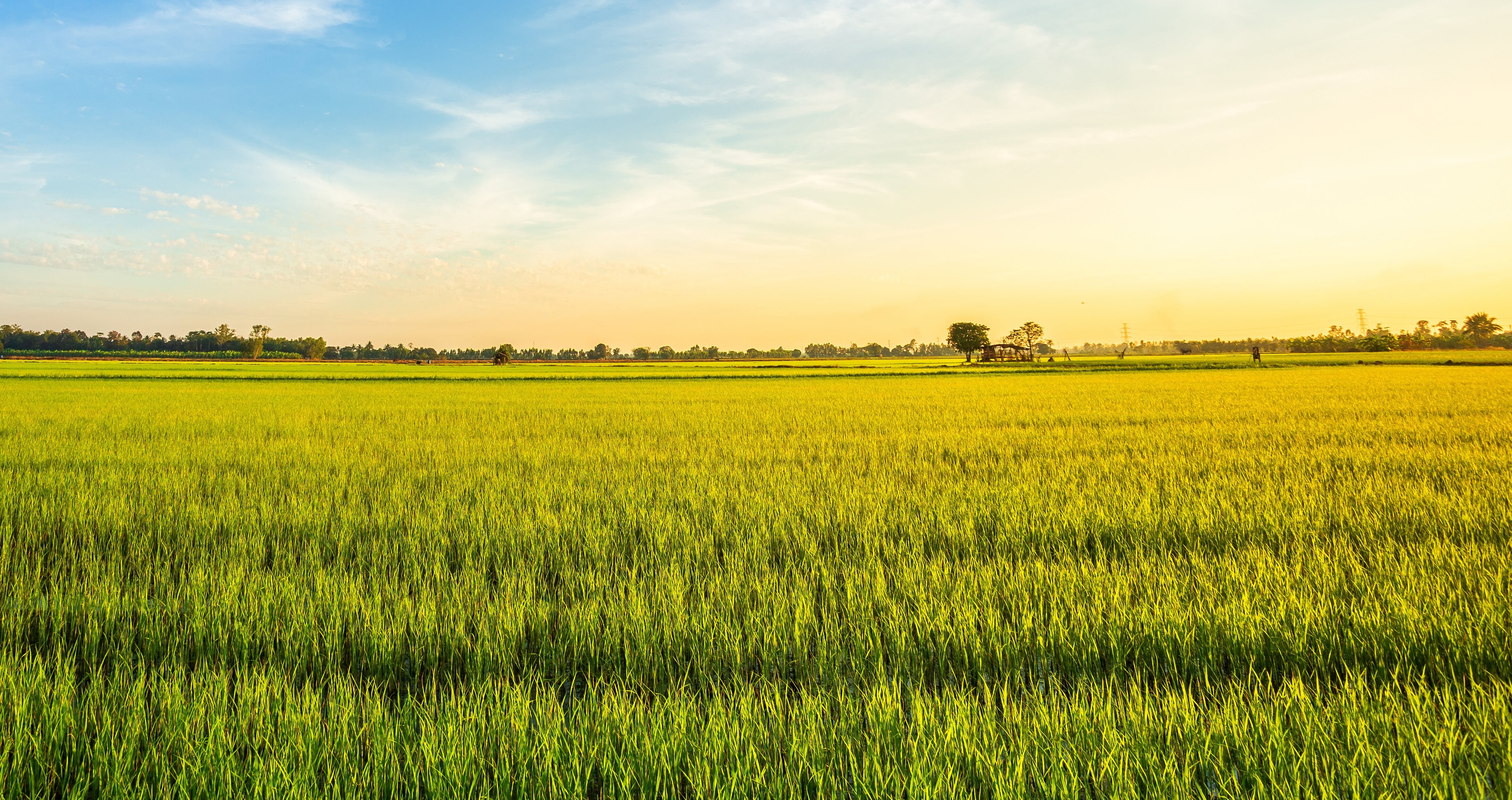 beautiful-green-cornfield-with-sunset-sky-background (1).jpg